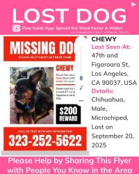 Lost Male Dog last seen 47th and Figaroura, Los Angeles, CA 90037