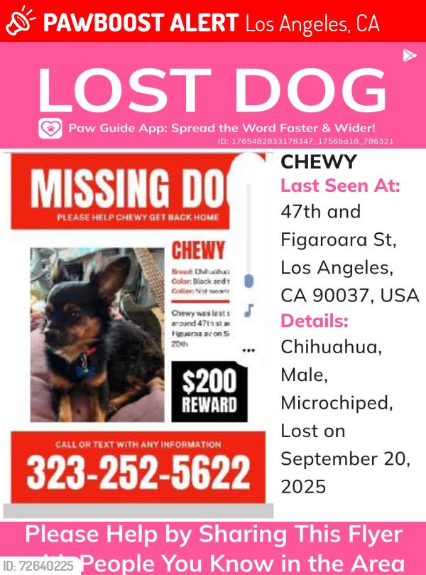 Lost Male Dog last seen 47th and Figaroura, Los Angeles, CA 90037