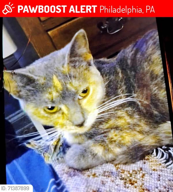 Lost Male Cat last seen Gainor 5600, Philadelphia, PA 19131
