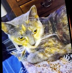 Lost Male Cat last seen Gainor 5600, Philadelphia, PA 19131