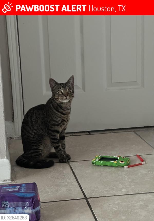 Lost Male Cat last seen Theres a Fiesta and Walgreens Bellaire, Houston, TX 77081