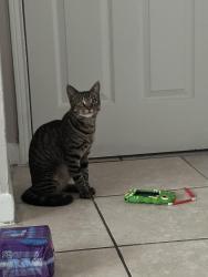 Lost Male Cat last seen Theres a Fiesta and Walgreens Bellaire, Houston, TX 77081