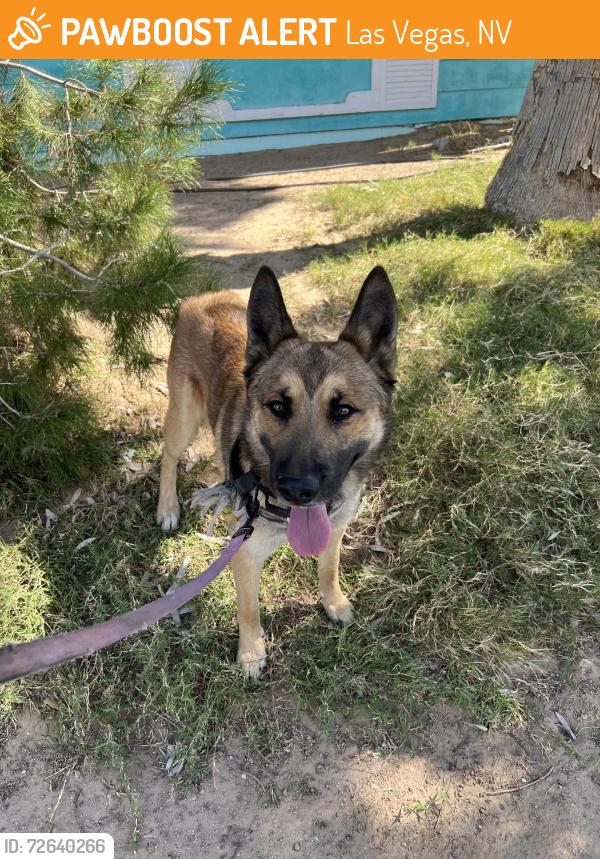 Found/Stray Male Dog last seen E Armin Ave & N Melissa St., Las Vegas, NV 89101