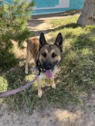 Found/Stray Male Dog last seen E Armin Ave & N Melissa St., Las Vegas, NV 89101