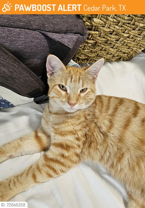 Found/Stray Male Cat last seen Ascension Cedar Park, Cedar Park, TX 78613