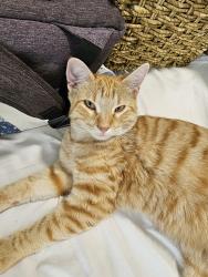 Found/Stray Male Cat last seen Ascension Cedar Park, Cedar Park, TX 78613