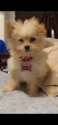 Lost Female Dog last seen Macon Ave And Radio , Macon, GA 31204