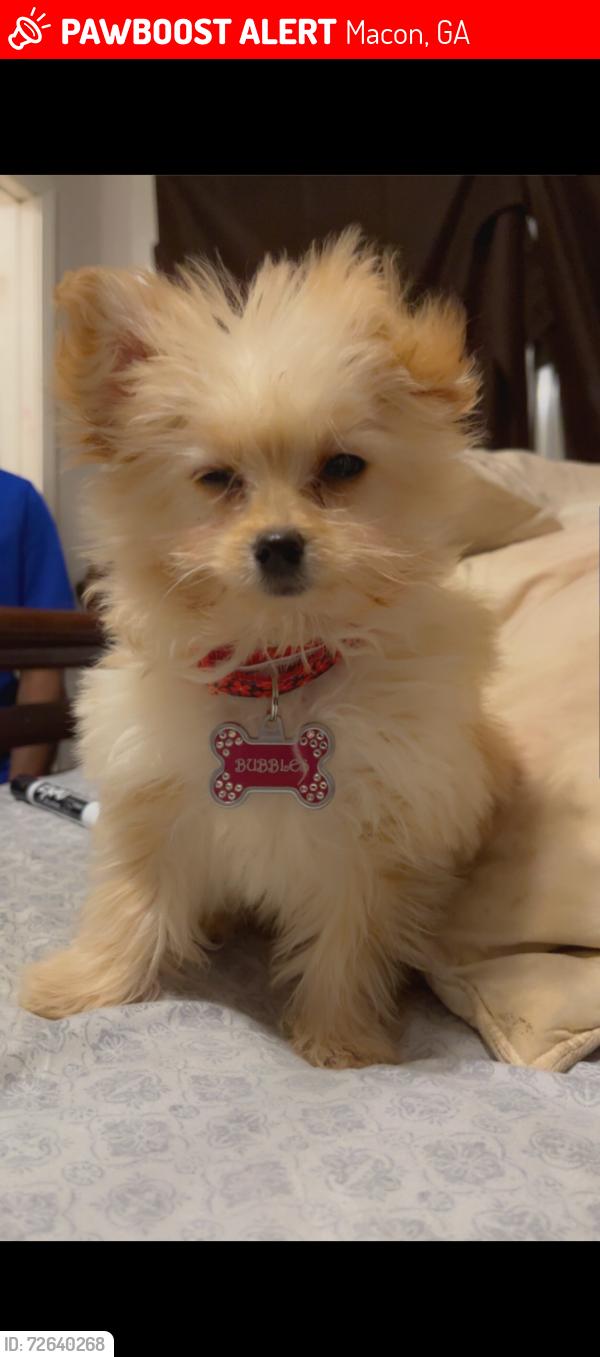 Lost Female Dog last seen Macon Ave And Radio , Macon, GA 31204