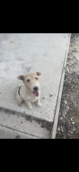 Lost Male Dog last seen Near W Nolana Ave Apt 1 McAllen TX 78504, McAllen, TX 78504