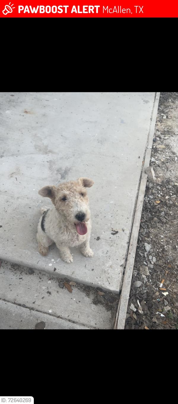 Lost Male Dog last seen Near W Nolana Ave Apt 1 McAllen TX 78504, McAllen, TX 78504