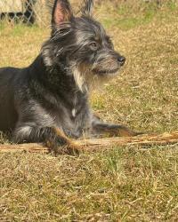 Lost Male Dog last seen Packard Dr., Nashville, TN 37211