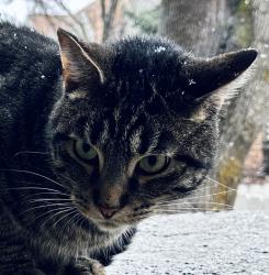 Found/Stray Unknown Cat last seen Vine and 1300 East, Murray, UT 84121