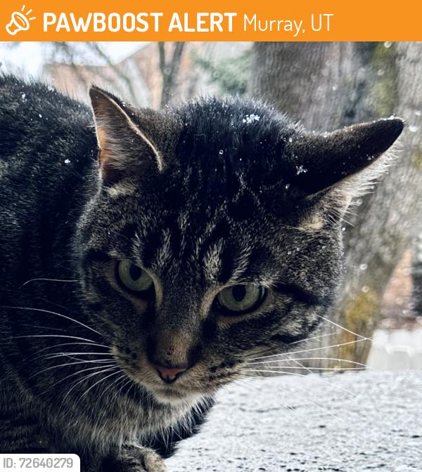 Found/Stray Unknown Cat last seen Vine and 1300 East, Murray, UT 84121