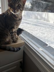 Lost Male Cat last seen Sprould rd, Broomall, PA 19008