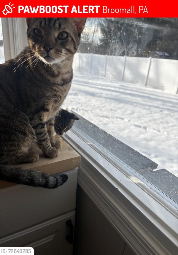 Lost Male Cat last seen Sprould rd, Broomall, PA 19008