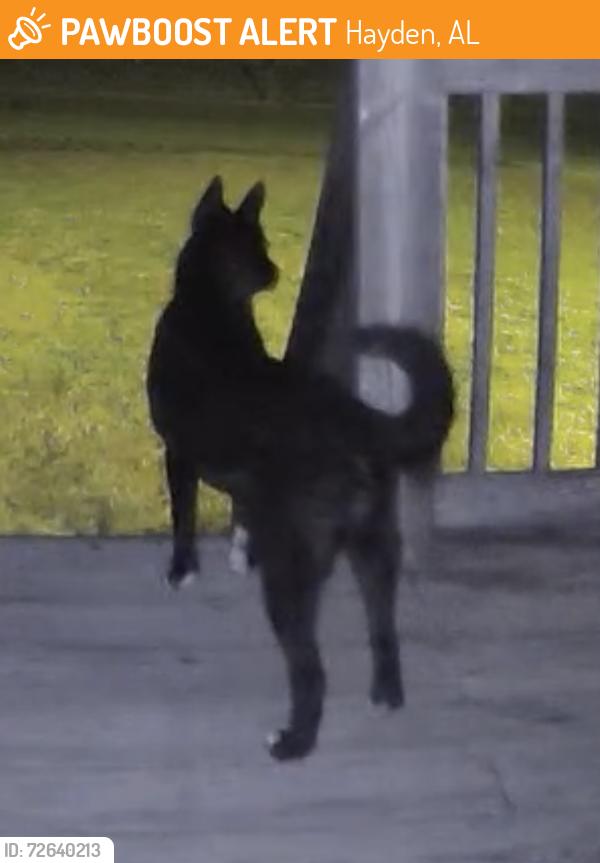 Found/Stray Unknown Dog last seen Oscar Bradford Rd Hayden, AL, Hayden, AL 35180