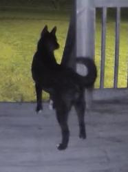 Found/Stray Unknown Dog last seen Oscar Bradford Rd Hayden, AL, Hayden, AL 35180