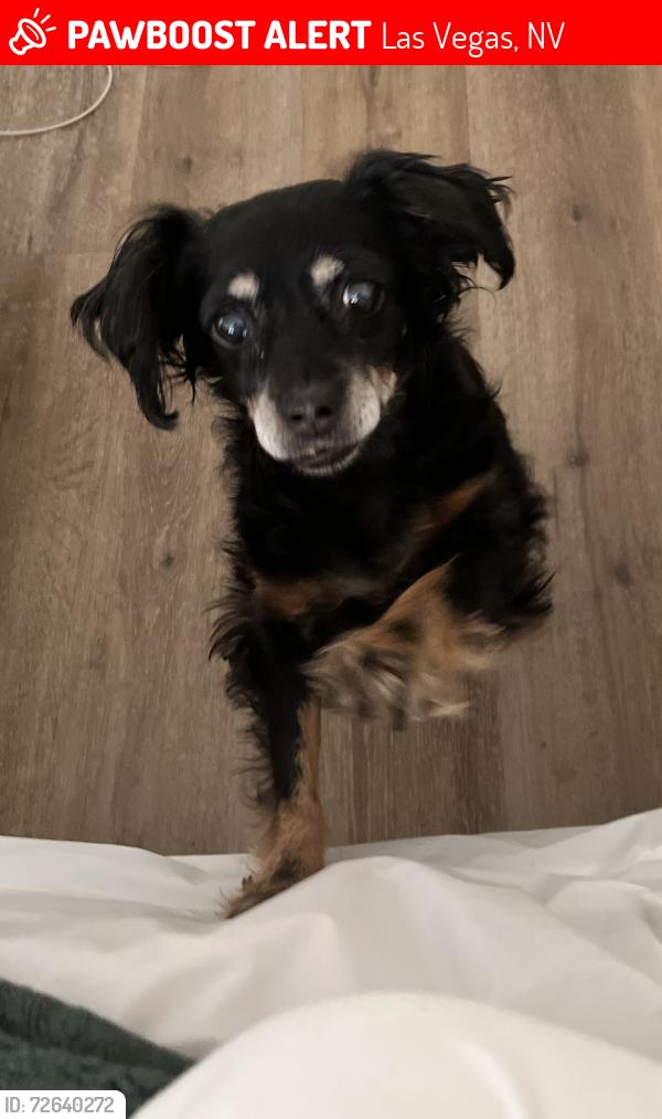 Lost Female Dog last seen Sienna suites , Las Vegas, NV 89122