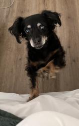 Lost Female Dog last seen Sienna suites , Las Vegas, NV 89122