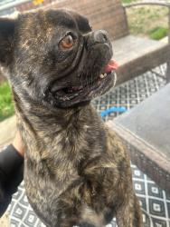 Found/Stray Male Dog last seen Palmdale Rd near Walmart, Victorville, CA 92307