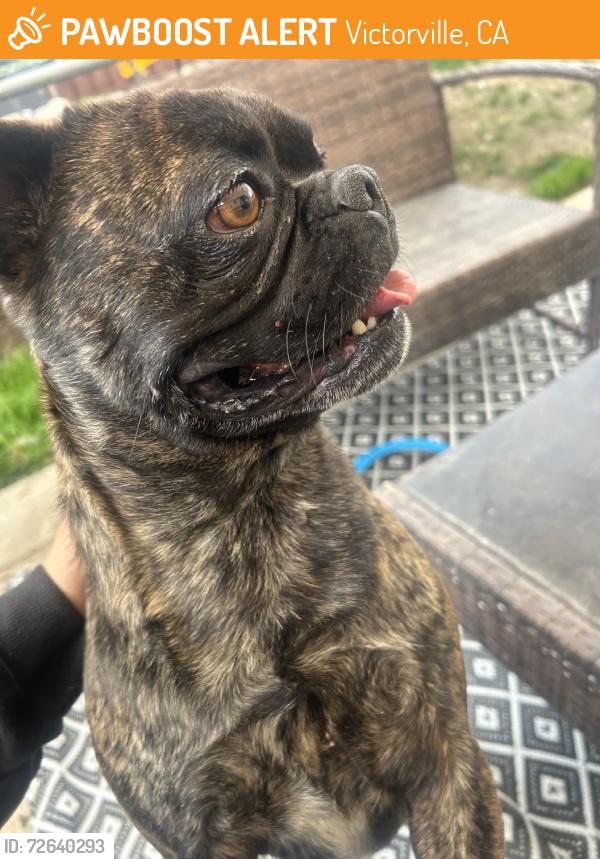 Found/Stray Male Dog last seen Palmdale Rd near Walmart, Victorville, CA 92307