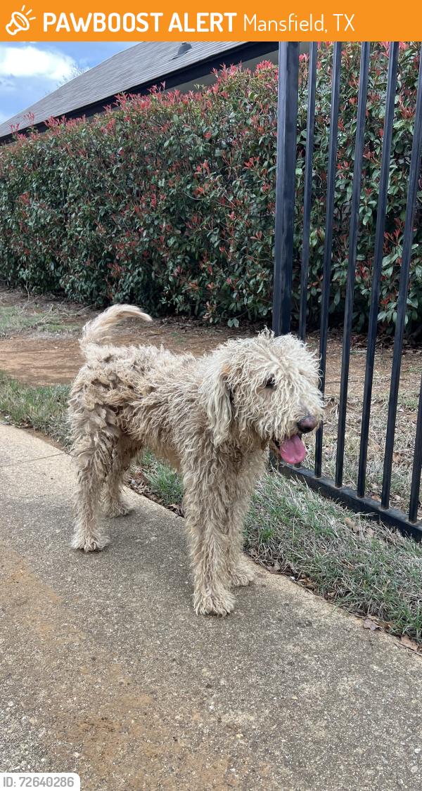 Found/Stray Male Dog last seen Country Meadow, Mansfield, TX 76063