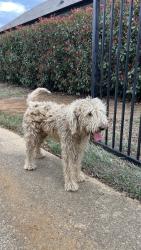 Found/Stray Male Dog last seen Country Meadow, Mansfield, TX 76063