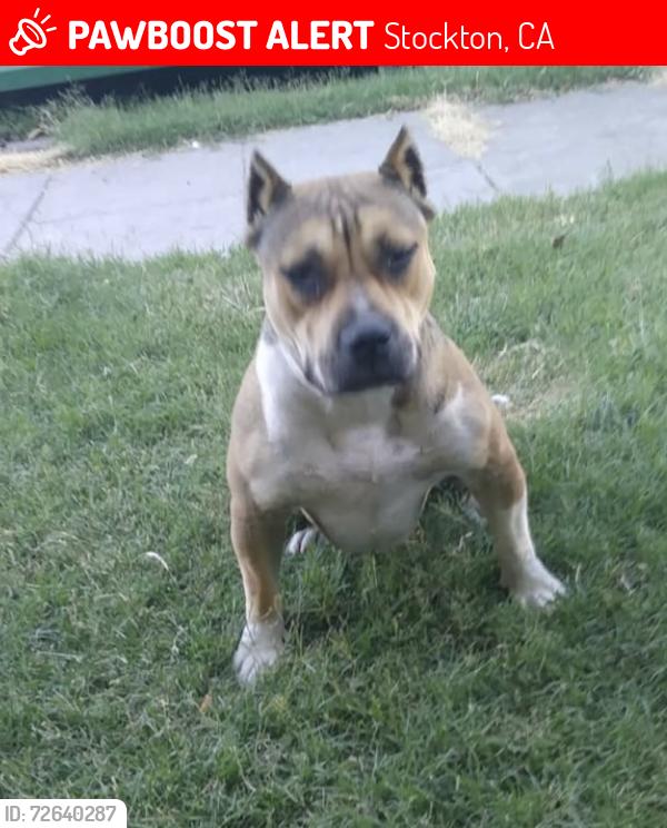 Lost Female Dog last seen San Joaquin st and Charter Way , Stockton, CA 95206