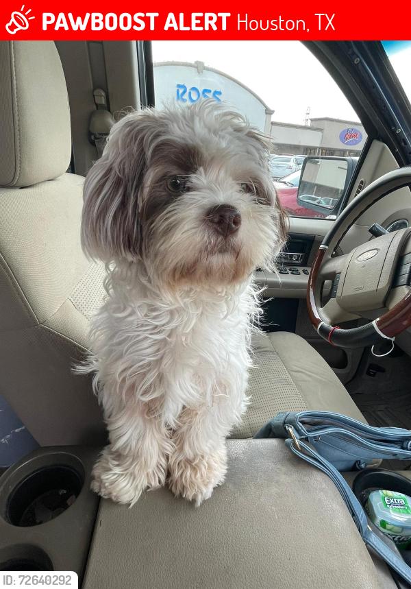 Lost Female Dog last seen evesborough dr 7099, Houston, TX 77099