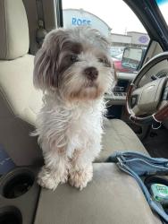 Lost Female Dog last seen evesborough dr 7099, Houston, TX 77099