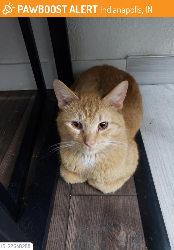 Found/Stray Male Cat last seen At hse, Indianapolis, IN 46203