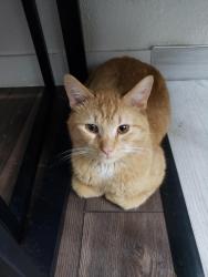 Found/Stray Male Cat last seen At hse, Indianapolis, IN 46203