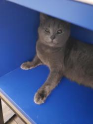 Found/Stray Female Cat last seen At address, Indianapolis, IN 46203