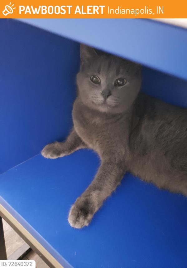 Found/Stray Female Cat last seen At address, Indianapolis, IN 46203