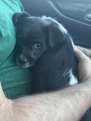 Found/Stray Male Dog last seen Lafreniere St. And David Dr Kenner Louisiana , Kenner, LA 70063