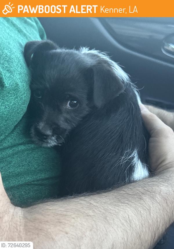 Found/Stray Male Dog last seen Lafreniere St. And David Dr Kenner Louisiana , Kenner, LA 70063