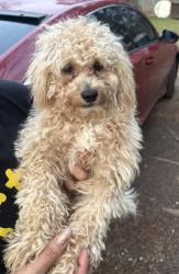 Found/Stray Male Dog last seen Singleton rd / Williams Rd 30093, Gwinnett County, GA 30093