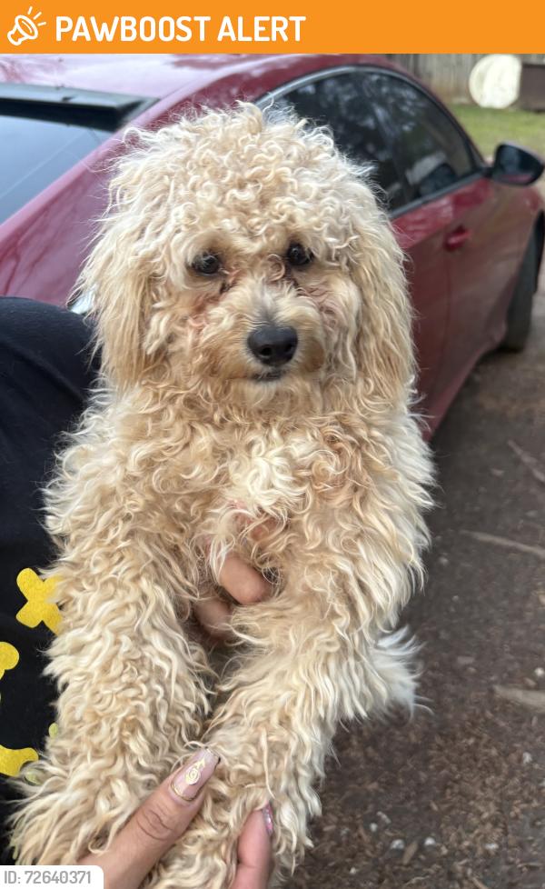 Found/Stray Male Dog last seen Singleton rd / Williams Rd 30093, Gwinnett County, GA 30093