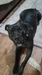 Lost Male Dog last seen Near economy furniture , Chippewa Falls, WI 54729