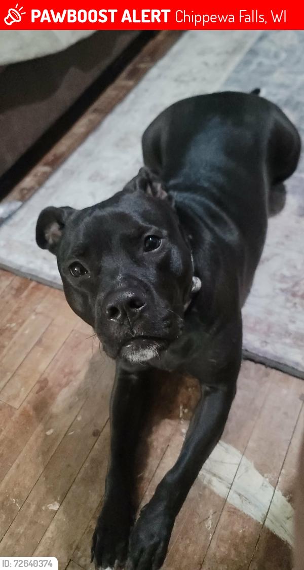 Lost Male Dog last seen Near economy furniture , Chippewa Falls, WI 54729