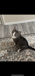 Lost Male Cat last seen Midway Dr and Sewanee Dr , Dallas, TX 75244