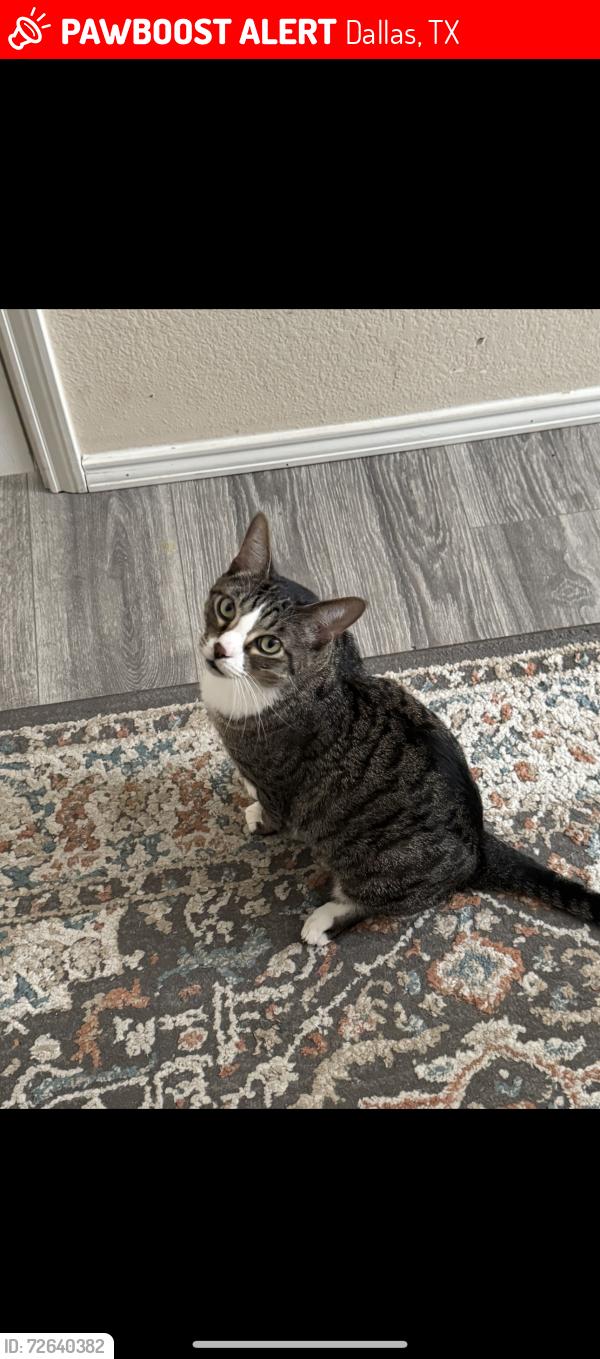 Lost Male Cat last seen Midway Dr and Sewanee Dr , Dallas, TX 75244