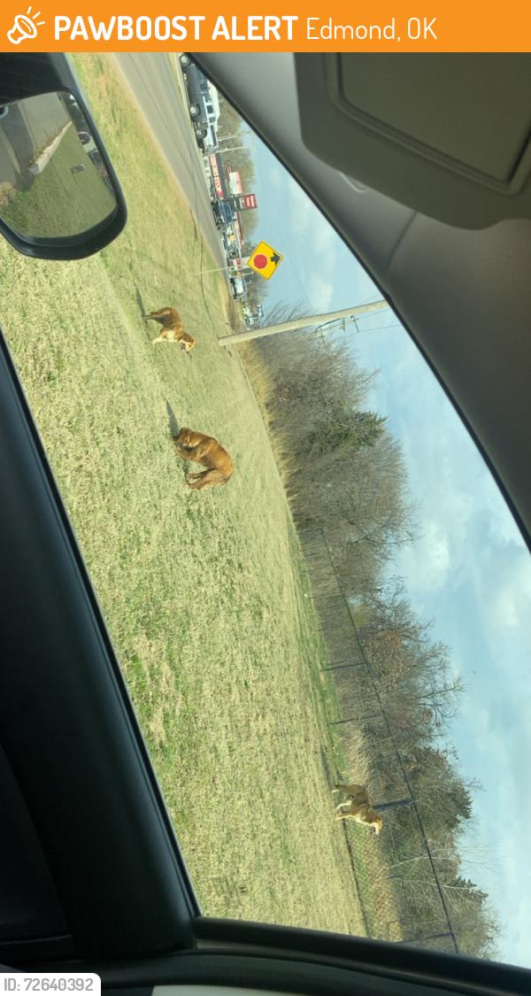 Found/Stray Unknown Dog last seen Coltrane and Waterloo, Edmond, OK 73034