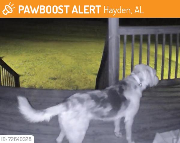Found/Stray Male Dog last seen Oscar Bradford Rd / Rickwood Caverns Rd, Hayden, AL 35180