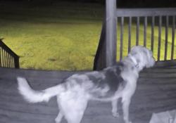 Found/Stray Male Dog last seen Oscar Bradford Rd / Rickwood Caverns Rd, Hayden, AL 35180