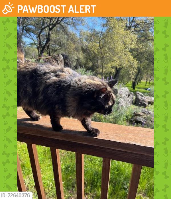 Found/Stray Female Cat last seen Quartz Drive, El Dorado County, CA 95623
