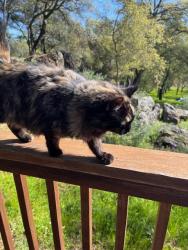 Found/Stray Female Cat last seen Quartz Drive, El Dorado County, CA 95623