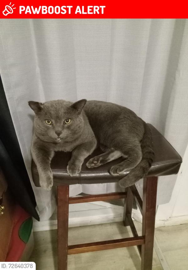 Lost Male Cat last seen About 3 miles past the East Stroudsburg Library, East Stroudsburg, PA 18301