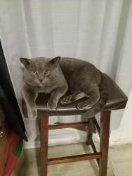 Lost Male Cat last seen About 3 miles past the East Stroudsburg Library, East Stroudsburg, PA 18301