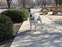 Found/Stray Male Dog last seen Isleta and López Rd, Albuquerque, NM 87105